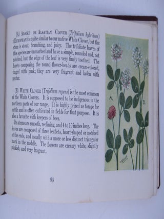 Flower Guide: Wild Flowers East of the Rockies