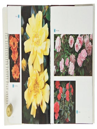 The World's Favorite Roses And How To Grow Them